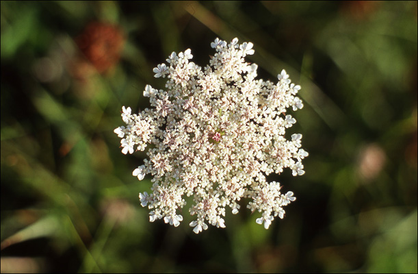 F9-25 Wild Carrot, Mwnt