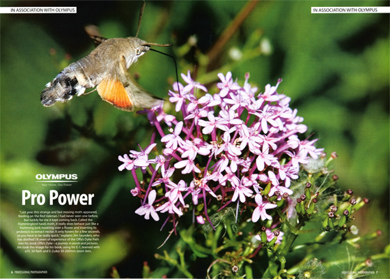 Hummingbird Hawk Moth for Olympus UK
