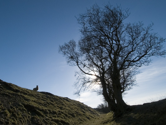 _2103236 Offa's Dyke at the Kerry Ridgeway 