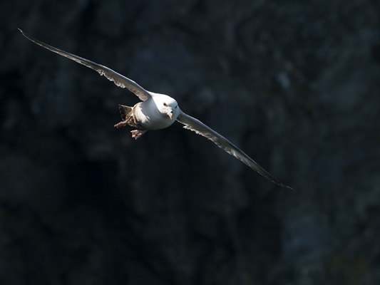 _3242403 Fulmar, Hell's Mouth, Cornwall