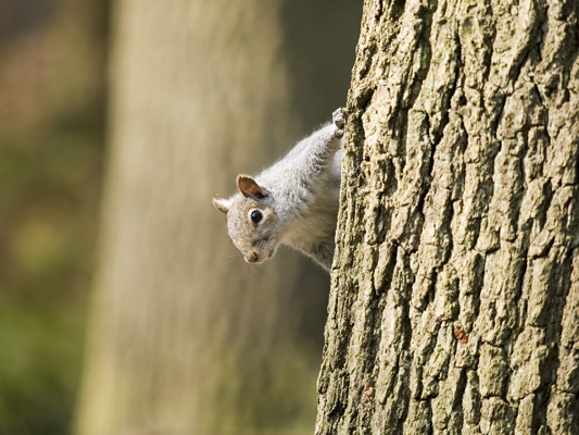 _4022786 Squirrel, Wyre Forest