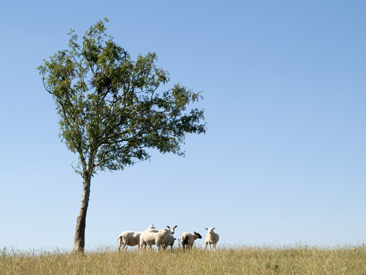 _7177680 On Llanfair Hill