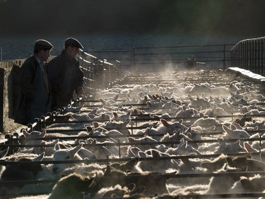 _B182350 Winter sheep market, Knighton 