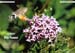 Hummingbird Hawk Moth for Olympus UK