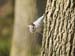 _4022786 Squirrel, Wyre Forest