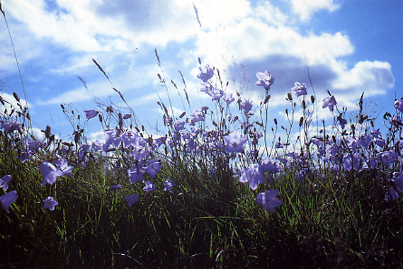 Harebells on Offa's Dyke, 1989 