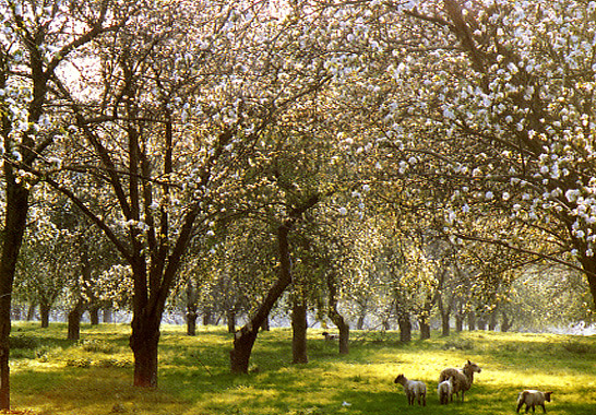 Spring in the cider orchards of Herefordshire, 1990