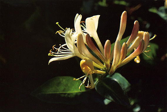 Wild Honeysuckle, 1991 
