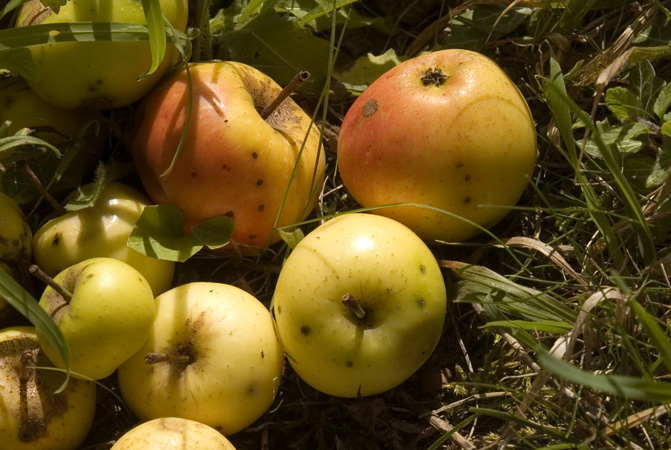 Windfalls on Llanymynech Hill,  2006  Picture from Offas Dyke - a journey in words and pictures