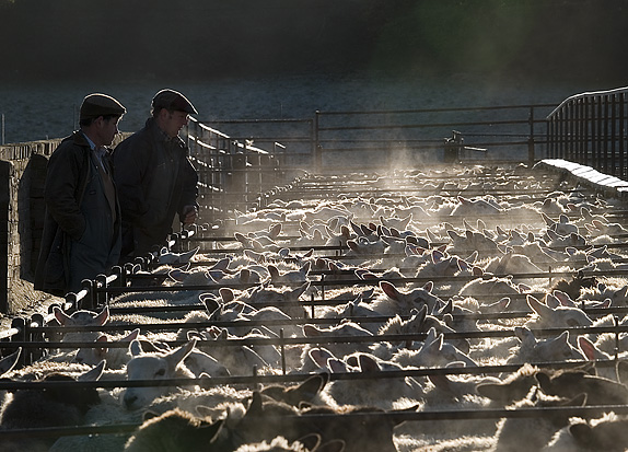 Winter sheep market, Knighton, 2006  Picture from Offas Dyke - a journey in words and pictures