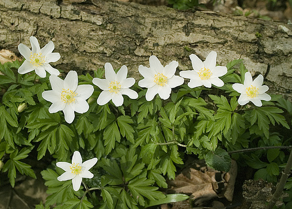 Wood Anemone,  2006  Picture from Offas Dyke - a journey in words and pictures