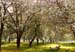 Spring in the cider orchards of Herefordshire, 1990