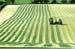 The First Cut, 1992