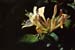 Wild Honeysuckle, 1991 