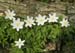 Wood Anemone,  2006