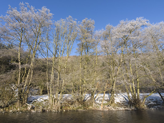 _0C069377 Alders in frost