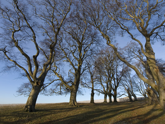 _1064307 Linley Beeches, Shropshire V2 400 px