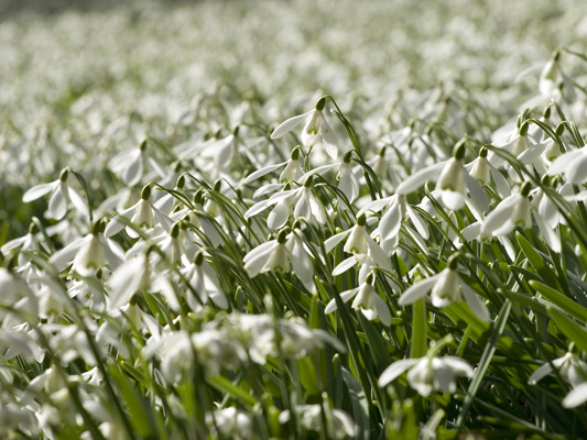 _2224560 Snowdrops, Stanton Lacy, Shropshire