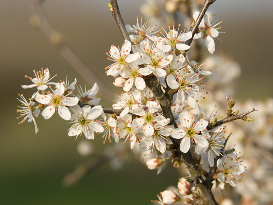 _4023186 Prunus spinosa, Penley, Wrexham