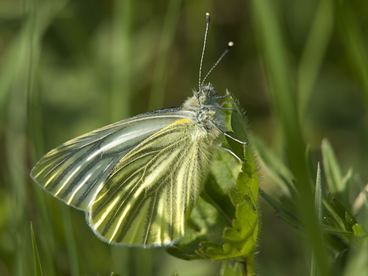 _4203434 Green-veined white butterfly, for Sacred Space Project, Wrexham 