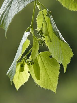 _5213935 Lime tree foliage, for Sacred Space Project, Wrexham V2 400 px