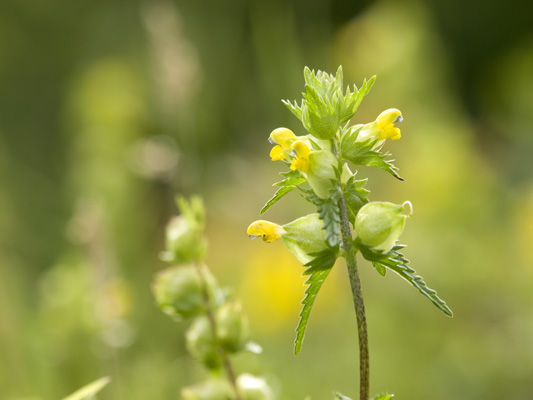 _6185291 Rhinanthus minor - Yellow Rattle, Chiltern Hills