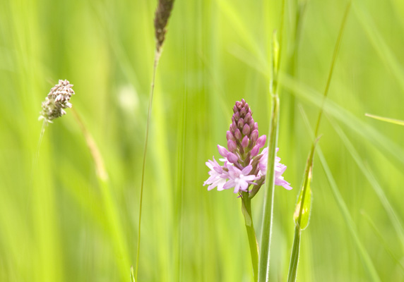 _6185292 Anacamptis pyramidalis - Pyramidal Orchid, Chiltern Hills