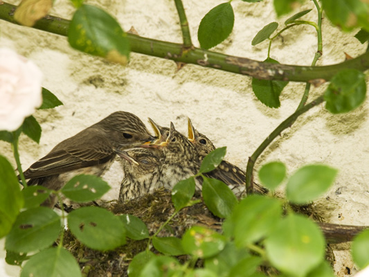 _7015613 Spotted Flycatchers at nest, Milebrook Hotel, Knighton