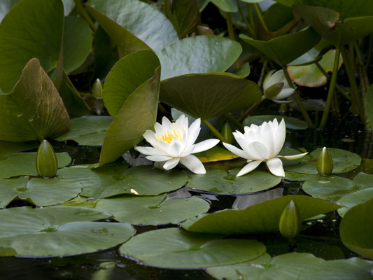 _7015655 Water lilies