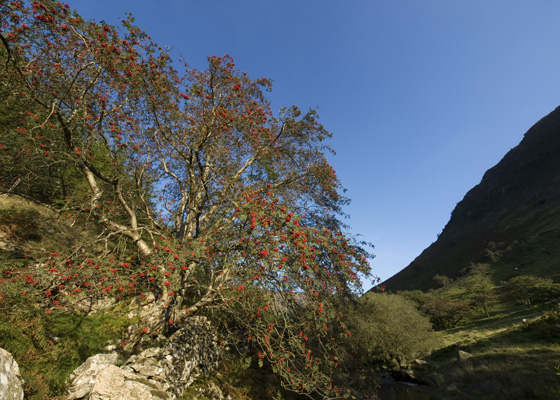 _9126423 Rowan tree, Rhiwargor