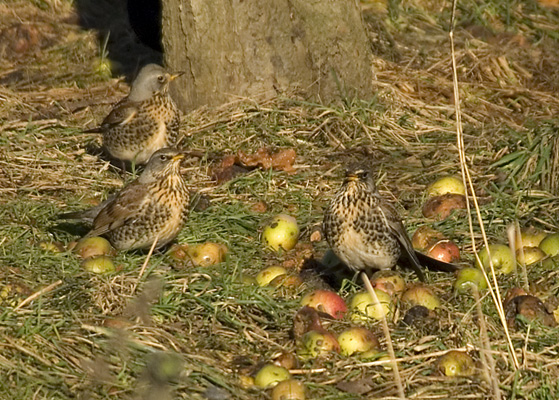 _C197036 Fieldfares feed on windfalls, Worcestershire