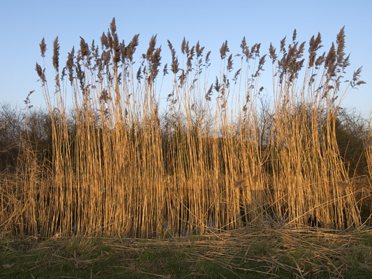 _C294218 Norfolk Reed on Grand Union Canal, Slough, in winter V12 400 px