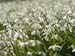 _2224560 Snowdrops, Stanton Lacy, Shropshire