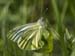 _4203434 Green-veined white butterfly, for Sacred Space Project, Wrexham 