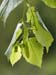 _5213935 Lime tree foliage, for Sacred Space Project, Wrexham V2 400 px
