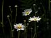 _6014851 Ox-eye Daisy, Cottage garden, Shropshire