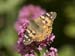 _6165279 Painted Lady on Valerian, Burford House
