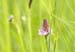 _6185292 Anacamptis pyramidalis - Pyramidal Orchid, Chiltern Hills