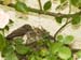 _7015613 Spotted Flycatchers at nest, Milebrook Hotel, Knighton