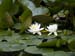 _7015655 Water lilies
