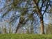 _C197021 Apple orchard in winter, Worcestershire