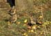 _C197036 Fieldfares feed on windfalls, Worcestershire