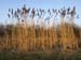 _C294218 Norfolk Reed on Grand Union Canal, Slough, in winter V12 400 px